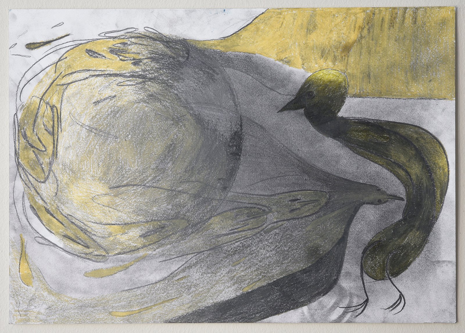 Pencil drawing of bird by Anna Clawson